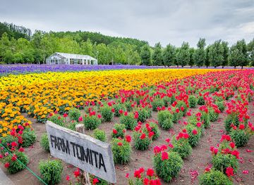 japan/hokkaido/landmark/farm-tomita