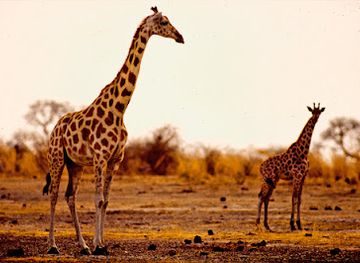 cameroon/far-north-region/landmark/waza-national-park