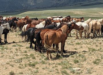 wyoming/albany-county/landmark/deerwood-ranch-wild-horse-ecosanctuary