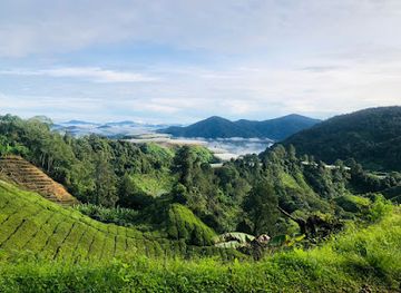malaysia/cameron-highlands/landmark/mossy-forest-cameron-tour