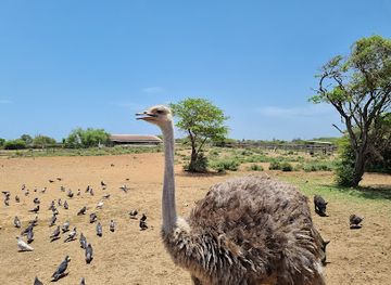 Curaçao Ostrich Farm