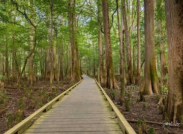 south-carolina/sea-islands/landmark/congaree-national-park