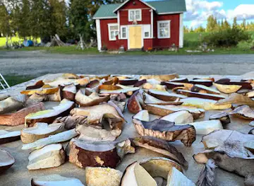 Palosaari Reindeer and Fishing Farm
