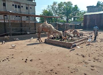 togo/atakpame/landmark/fauna-cultura