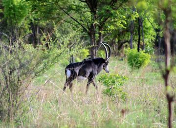 zambia/north-western-province/landmark/sioma-ngwezi-national-park