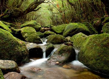 japan/yakushima/landmark/shiratani-unsui-gorge