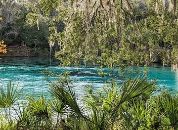 florida/juniper-springs-recreation-area/landmark/ocala-national-forest