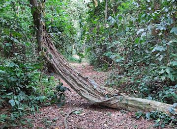 gabon/pikounda-gorilla-camp/landmark/sibang-arboretum