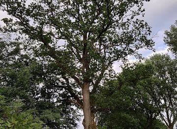 germany/eifel/landmark/alte-eiche