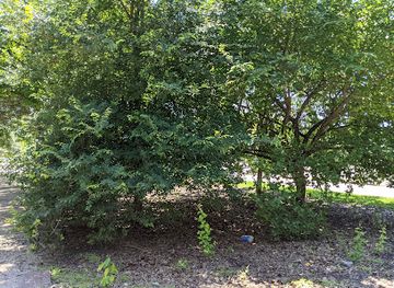 texas/the-woodlands/landmark/the-suzanne-killian-grove