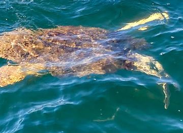 florida/panama-city-beach/landmark/panama-beach-dolphin-tours