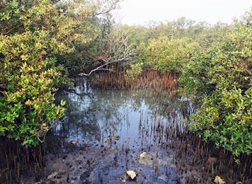 qatar/al-thakira-mangroves/landmark/purple-island-parking