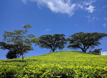 malawi/northern-region/landmark/satemwa-tea-coffee-estate