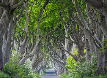 The Dark Hedges