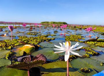 thailand/northeastern-thailand-isan/landmark/red-lotus-lake-kumphawapi
