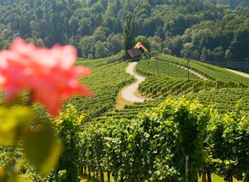 slovenia/central-slovenia/landmark/wine-tours-slovenia-wine-tasting