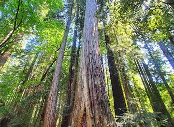 california/redwood-national-and-state-parks/landmark/visitor-center-henry-cowell-redwoods-state-park