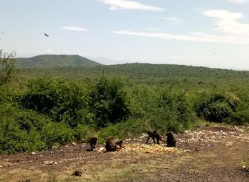 ethiopia/arba-minch/landmark/crocodile-market