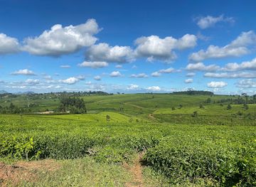 malawi/liwonde-national-park/landmark/thyolo-tea-estate