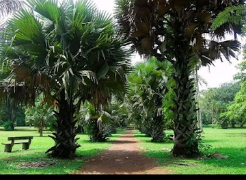 cameroon/south-region/landmark/limbe-botanic-garden