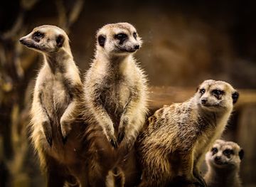 tennessee/sequatchie-valley/landmark/the-chattanooga-zoo-at-warner-park
