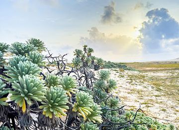 aruba/palm-beach/landmark/sasariwichi-dunes