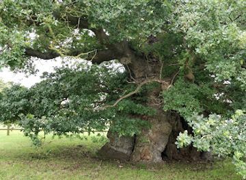 united-kingdom/lincolnshire/landmark/bowthorpe-oak
