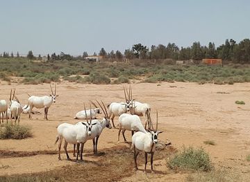 jordan/mujib-nature-reserve/landmark/shaumari-wildlife-reserve
