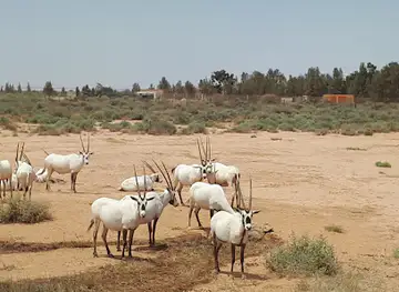 Shaumari Wildlife Reserve