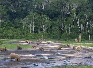 central-african-republic/dzanga-ndoki-national-park/landmark/dzanga-sangha-national-park