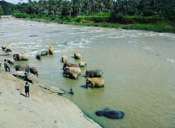 Pinnawala Elephant Orphanage