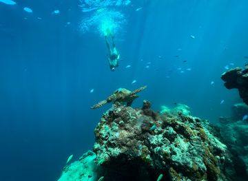 cook-islands/avatiu/landmark/papa-turtle