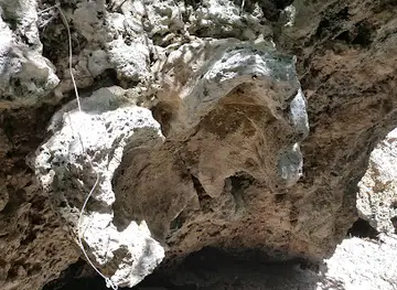 Fossilized Clam