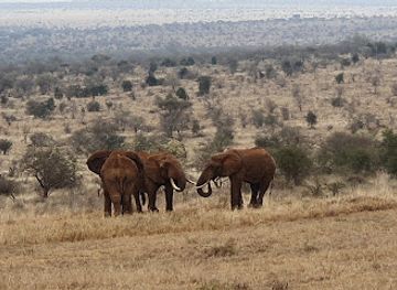 kenya/tsavo-national-park/landmark/lualenyi-camp