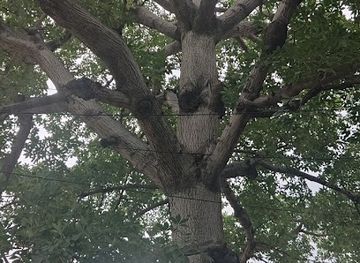india/punjab/landmark/historic-tree