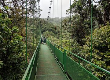 costa-rica/monteverde/landmark/forest-alive
