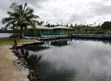 samoa/salelologa/landmark/swimming-with-turtles