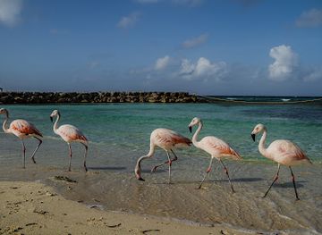 aruba/palm-beach/landmark/de-palm-tours-aruba