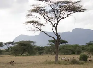 Shaba National Reserve