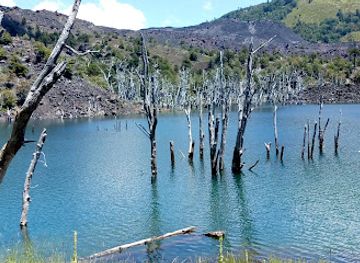 chile/araucania-region/landmark/reserva-nacional-malalcahuello