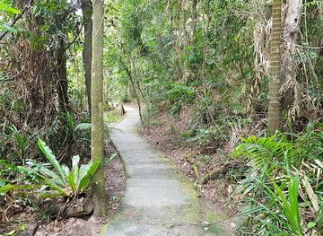 australia/daintree-rainforest/landmark/kulki-boardwalk