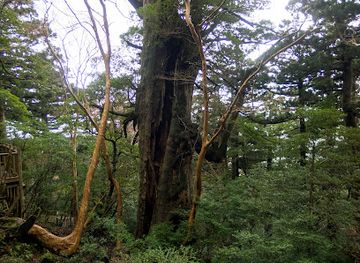 japan/yakushima/landmark/daio-sugi