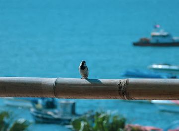 peru/paracas-national-reserve/landmark/vegano-peruano