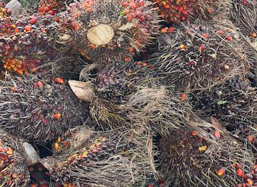 ghana/bono-east-region/landmark/buddhistman-enterprise