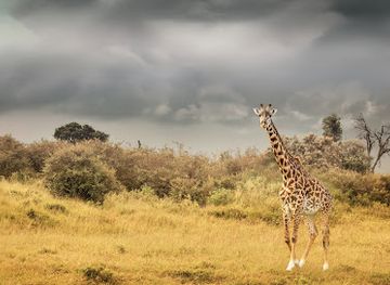 kenya/lake-victoria-basin/landmark/maasai-mara-national-reserve
