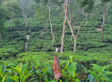 bangladesh/sylhet/landmark/dol-doli-lakkatura-gas-field
