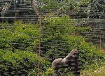cameroon/bamenda-highlands/landmark/parc-de-la-mefou-ape-action-africa