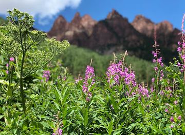 colorado/aspen/landmark/betula-aspen