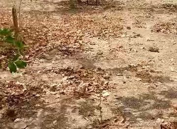 burkina-faso/bobo-dioulasso/landmark/maison-de-la-culture-de-bobo