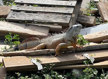 sint-maarten/le-galion-beach/landmark/ranch-du-galion-save-the-horses